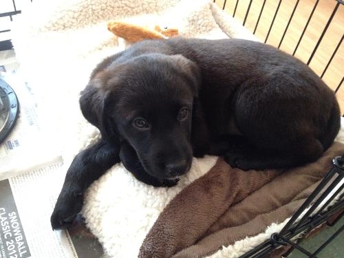 Carrie-8weeks Chocolate labrador cross border collie
